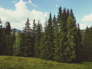 Pine trees in forest against sky