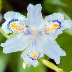 Close-up of fresh white flower