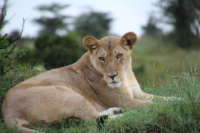 Female lion on field in masai mara