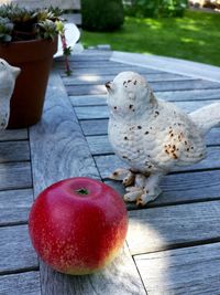 Close-up of bird perching on table