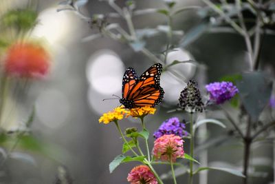 Close-up of butterfly pollinating on purple flower