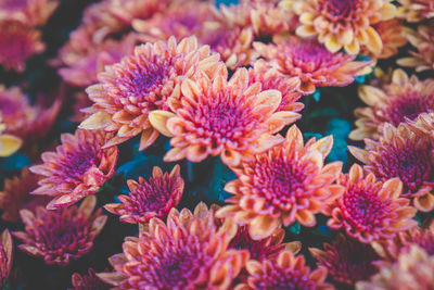 Close-up of pink flowering plants