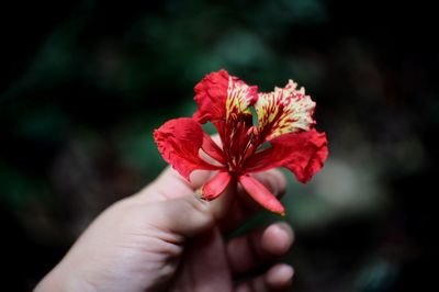 Cropped hand of person holding red flower