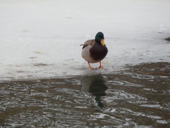 Birds in water