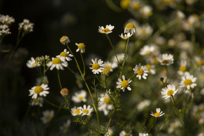 Close-up of white flowering plants