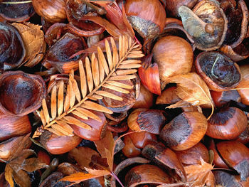 Acorns and leaves