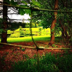 Trees on grassy field in park