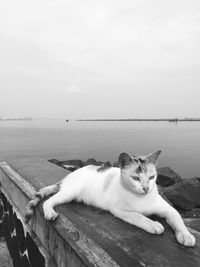 Cat resting on retaining wall by sea against clear sky