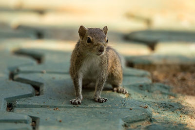 Close-up of squirrel on footpath