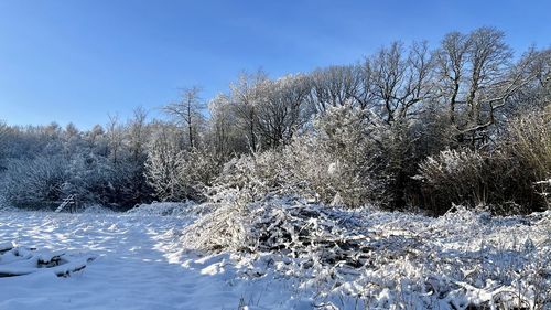 Snow covered land and trees against sky