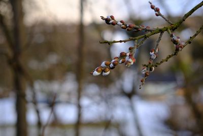 Close-up of flower buds