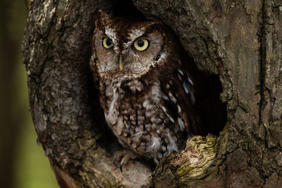 A trained eastern screech owl red morph, megascops asio