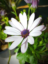 Close-up of white flowers blooming outdoors