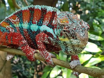 Close-up of a lizard on tree