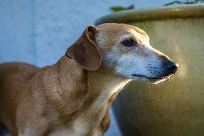 Close-up of dog sitting outdoors