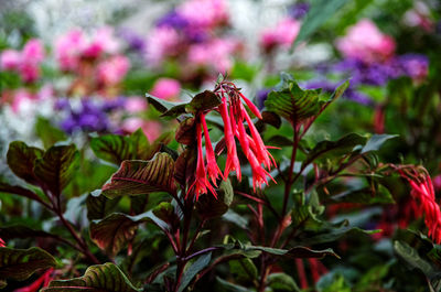 Close-up of red flowering plant