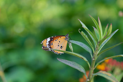 Close-up of butterfly pollinating on leaf