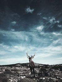 View of deer standing on rock