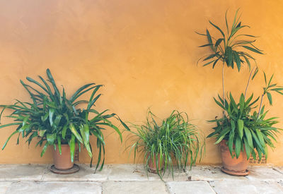 Potted plant against wall