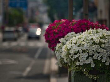 Close-up of flowering plant in street