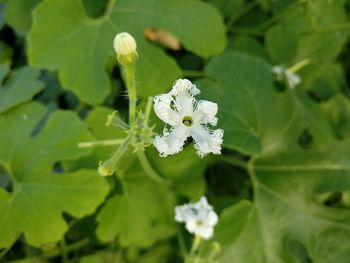 Close-up of white flowers