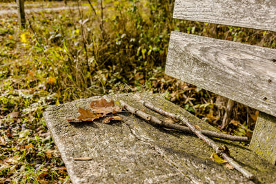High angle view of lizard on wood