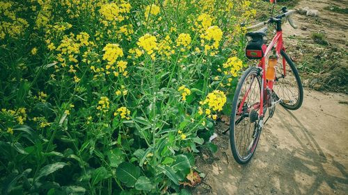 Close-up of yellow flowers