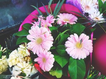 High angle view of pink flowers blooming outdoors