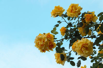 Low angle view of yellow flowering plant against sky