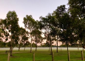 Trees on field against sky
