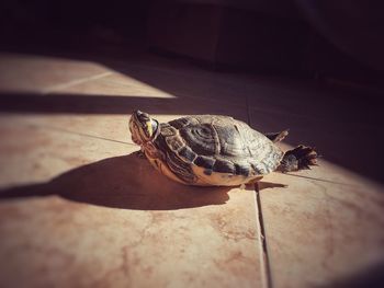 High angle view of a turtle on floor