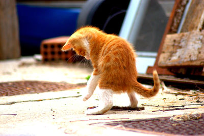 Orange cat playing with stick