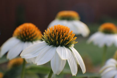 Close-up of coneflower