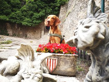 Statue of dog against plants