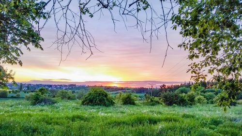 Scenic view of field against sky during sunset