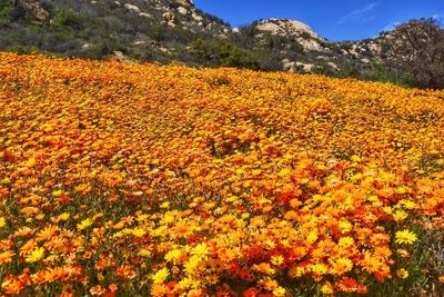 Close-up of fresh orange flowers against sky