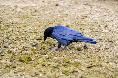 High angle view of bird on field