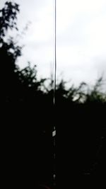 Close-up of tree against sky