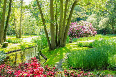 View of flowering plants in garden