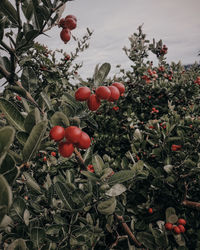 Close-up of red berries growing on tree