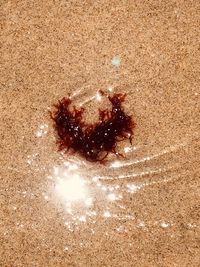 High angle view of animal on beach