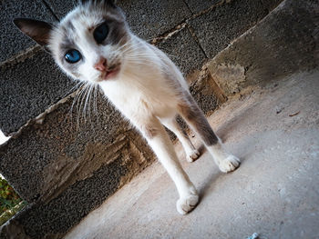 High angle portrait of cat by wall