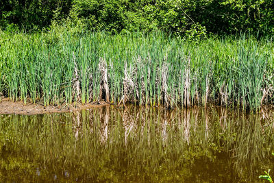 Scenic view of lake in forest