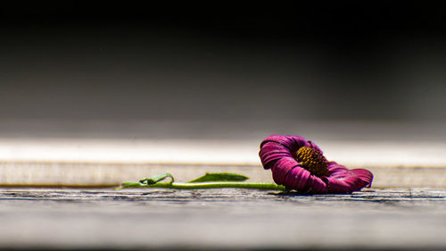 Close-up of flower on wood