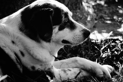 Close-up of dog looking away
