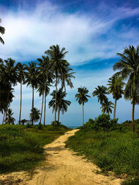 Scenic view of palm trees on landscape against sky