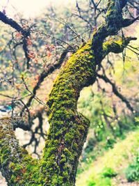 Close-up of lichen on tree branch