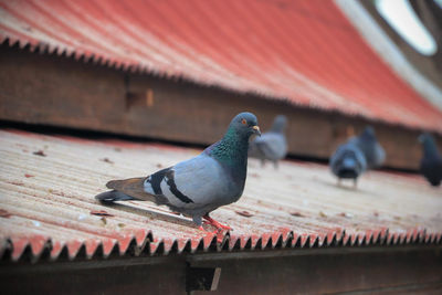 Low angle view of pigeon perching on roof