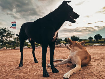 Dog standing on field against sky