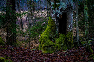 Trees growing in forest